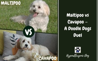 Maltipoo vs Cavapoo — A Doodle Dogs Duel