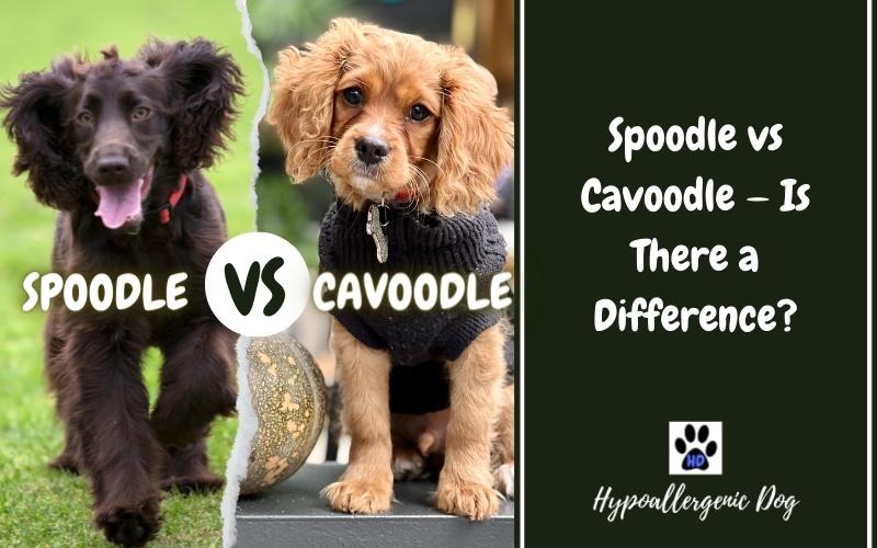 Spoodle vs Cavoodle, Is There a Difference?