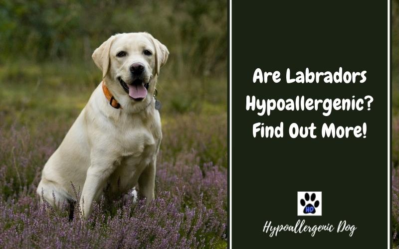 are labradors hypoallergenic dogs.