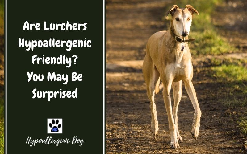 are lurchers hypoallergenic dogs.