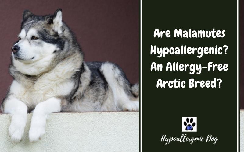 are malamutes hypoallergenic dogs.