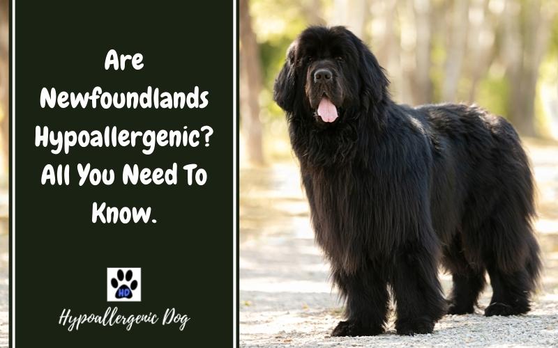 are newfoundlands hypoallergenic dogs.