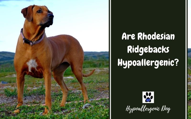 are rhodesian ridgebacks hypoallergenic dogs.