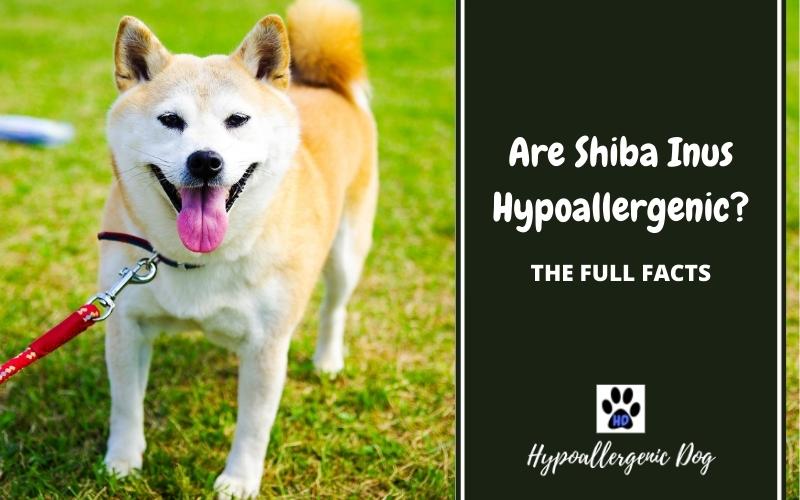 are shiba inus hypoallergenic dogs.