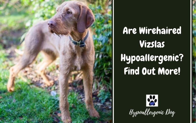 are wirehaired vizslas hypoallergenic dogs.