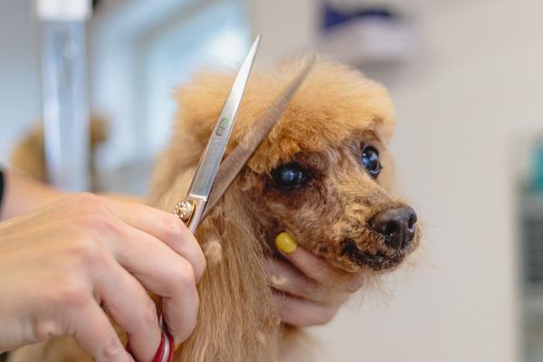 dog grooming scissors.