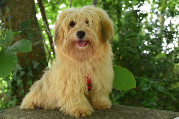 havanese cute hypoallergenic dog.
