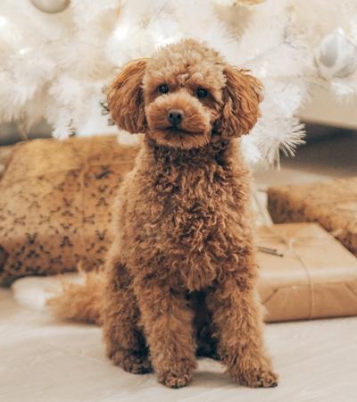 poodle cute hypoallergenic dog.