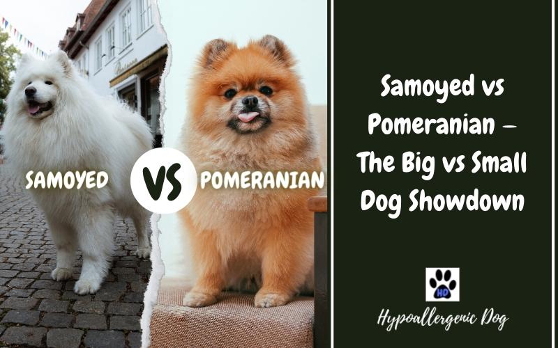 Samoyed vs Pomeranian — The Big vs Small Dog Showdown