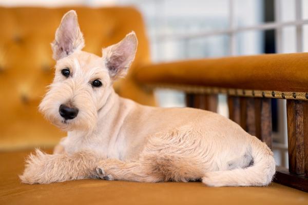 scottish terrier cute hypoallergenic dog.