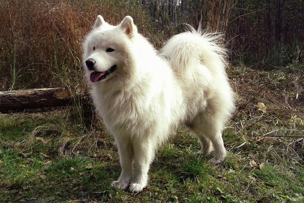 which is better samoyed or pomeranian.