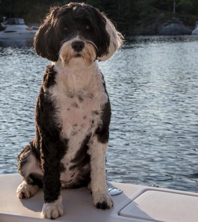 Best hypoallergenic dogs for kids portuguese water dog.