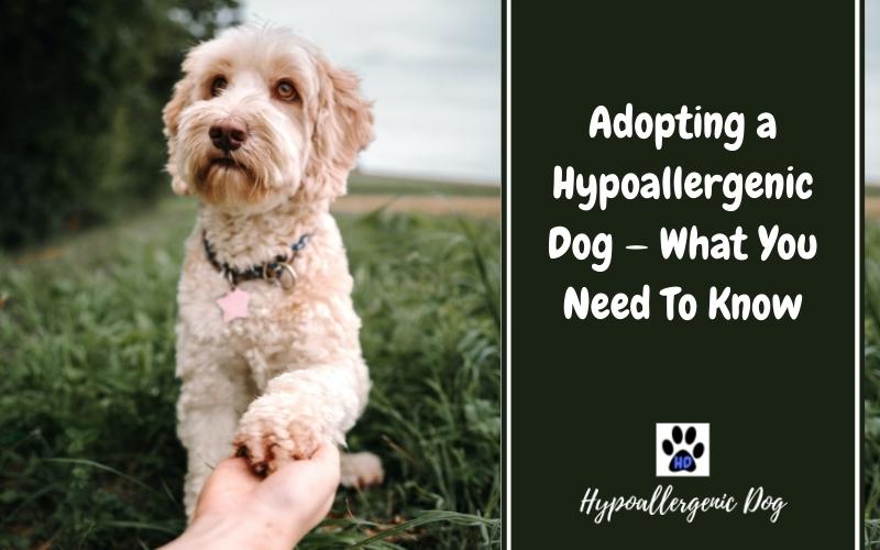 adopting a hypoallergenic dog.