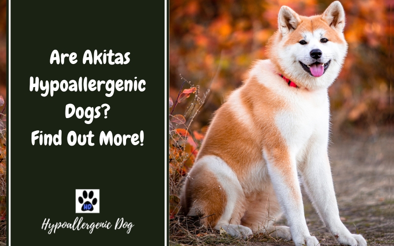 are akitas hypoallergenic dogs.