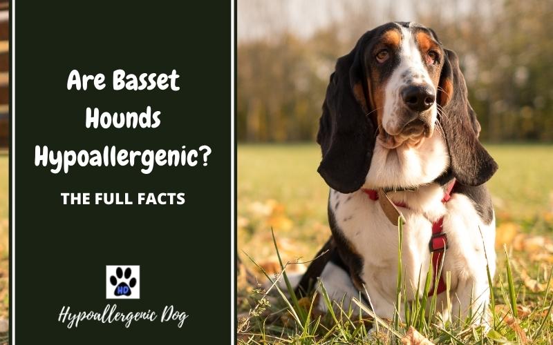 are basset hounds hypoallergenic dogs.
