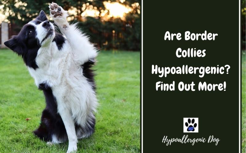 are border collies hypoallergenic dogs.