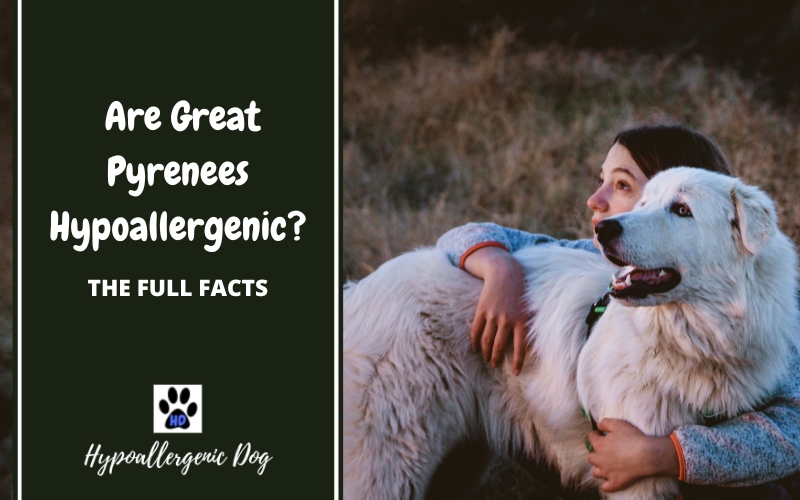 are great pyrenees hypoallergenic dogs.