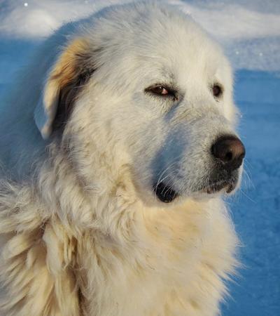 are great pyrenees hypoallergenic.