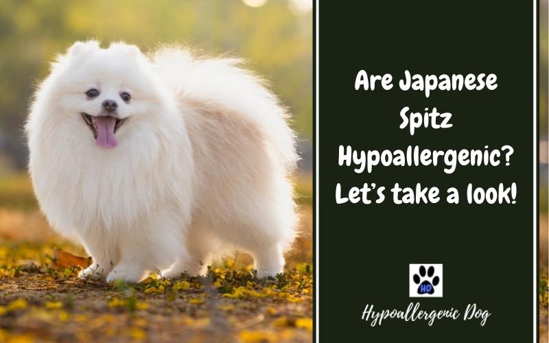 are japanese spitz hypoallergenic.