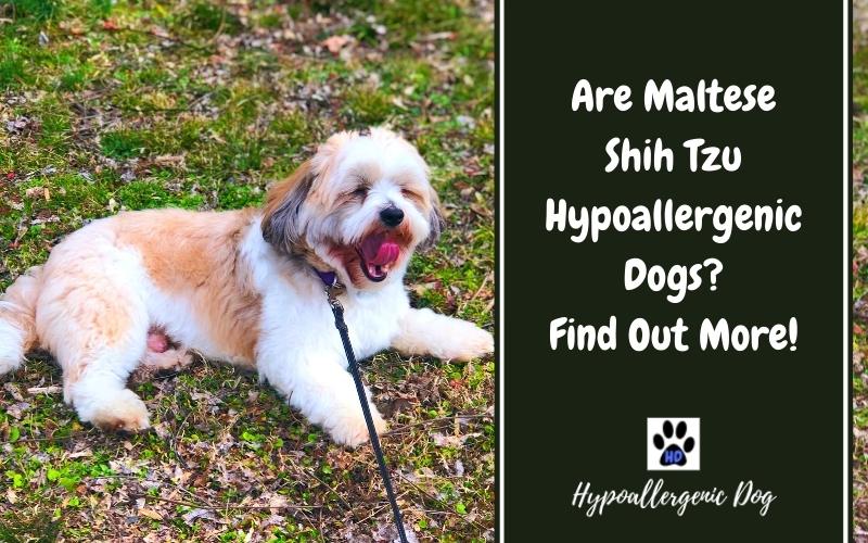 are maltese shih tzu hypoallergenic dogs.