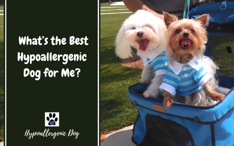What’s the Best Hypoallergenic Dog for Me?