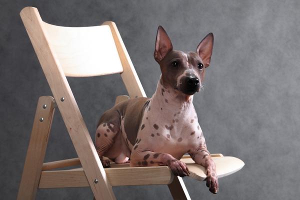 best hypoallergenic dogs for allergies american hairless terriers.