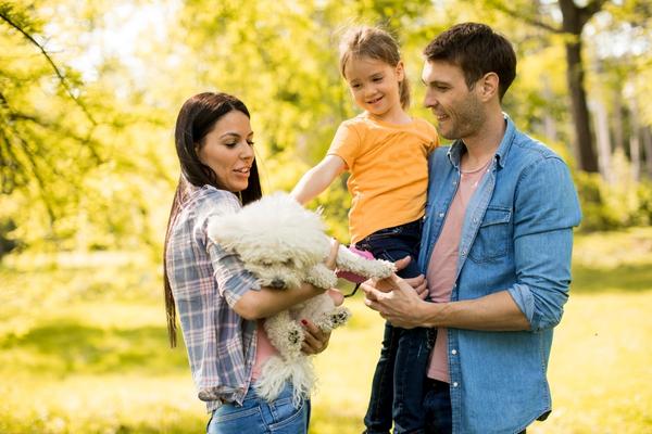 best hypoallergenic dogs for busy families bichon frises.