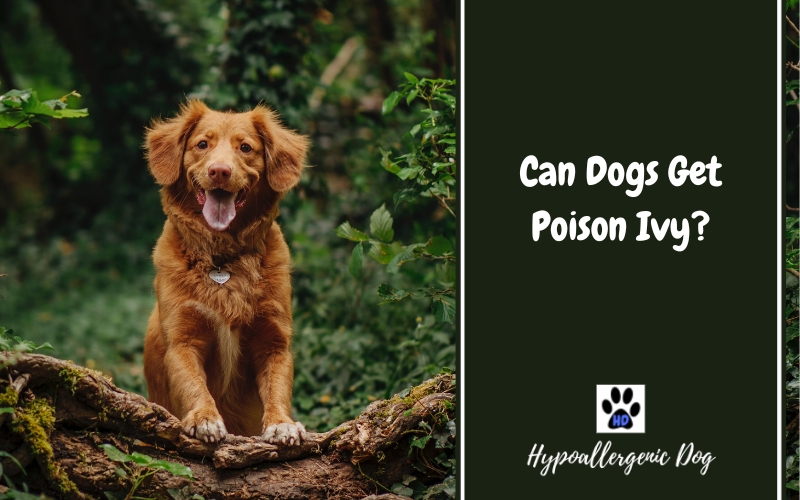 can dogs get poison ivy.