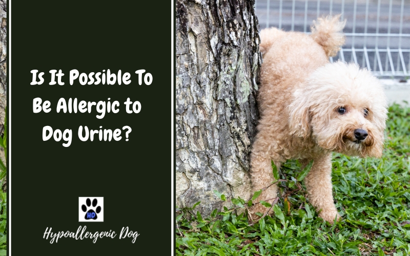 can you be allergic to dog urine.