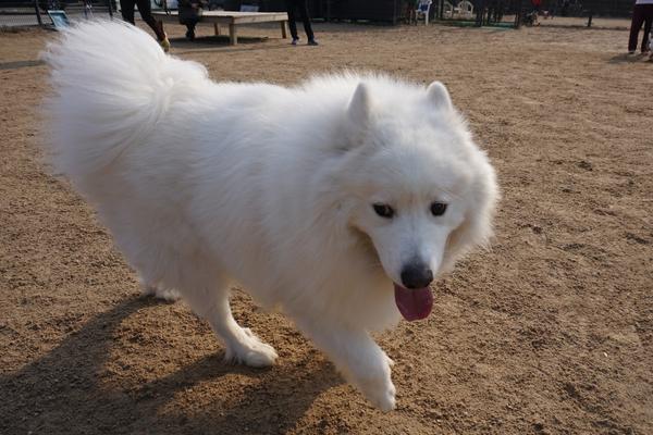 dog like akita.