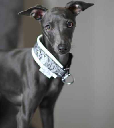 hypoallergenic rescue dog italian greyhound.