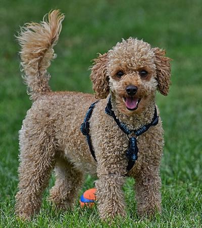 hypoallergenic rescue dog poodle.