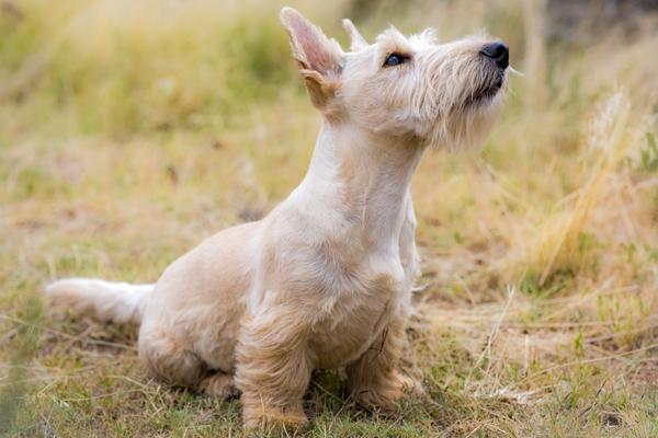 hypoallergenic rescue dog scottish terrier.
