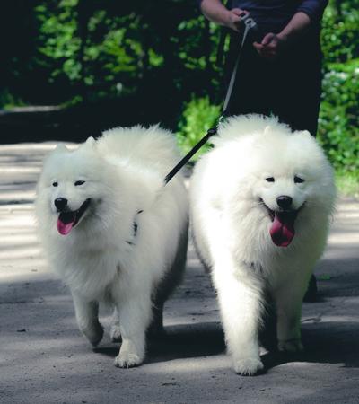 is a samoyed a type of husky.
