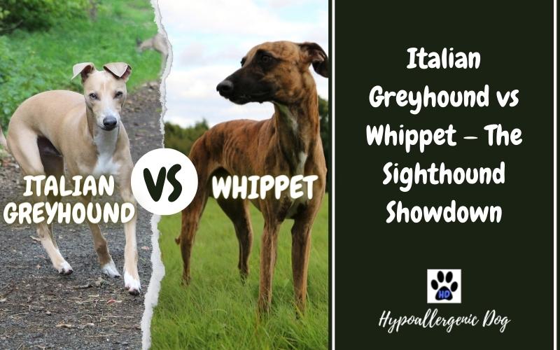 italian greyhound vs whippet.