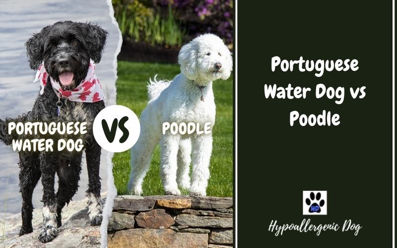 poodle vs portuguese water dog.
