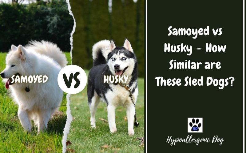 Samoyed vs Husky — How Similar are These Sled Dogs?