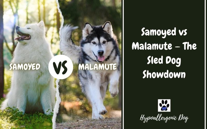 samoyed vs malamute.