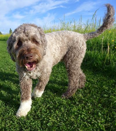 spanish water dog or portuguese water dog.