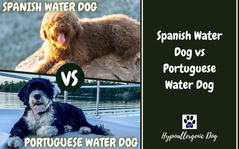 spanish water dog vs portuguese water dog.