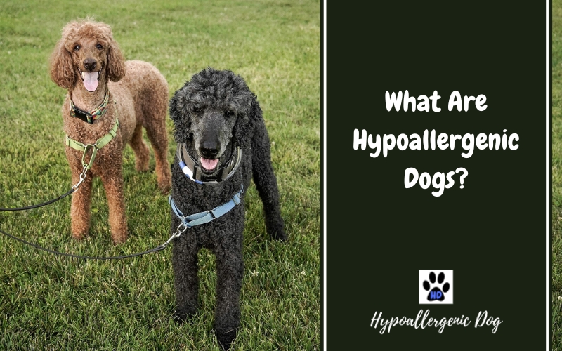 what does hypoallergenic dog mean.