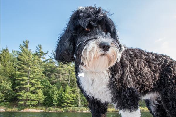 which is better portuguese water dog or poodle.