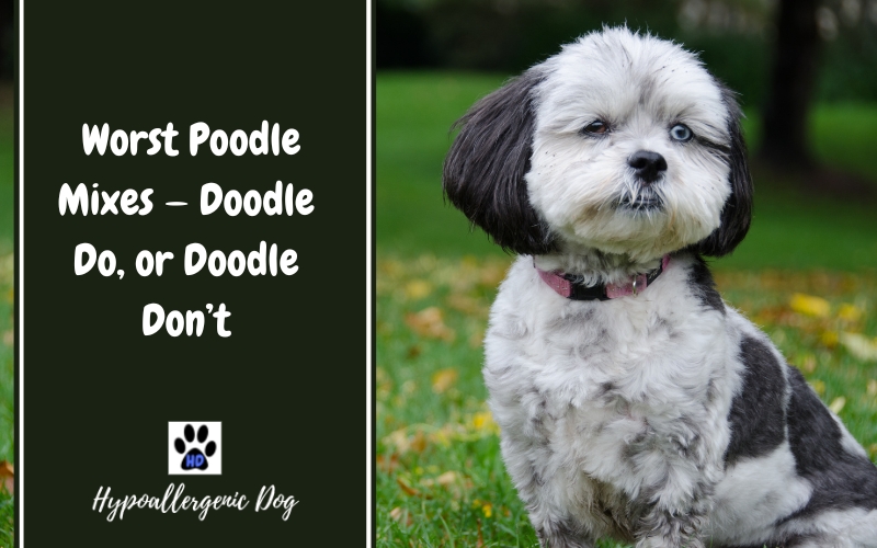Worst Poodle Mixes — Doodle Do, or Doodle Don’t