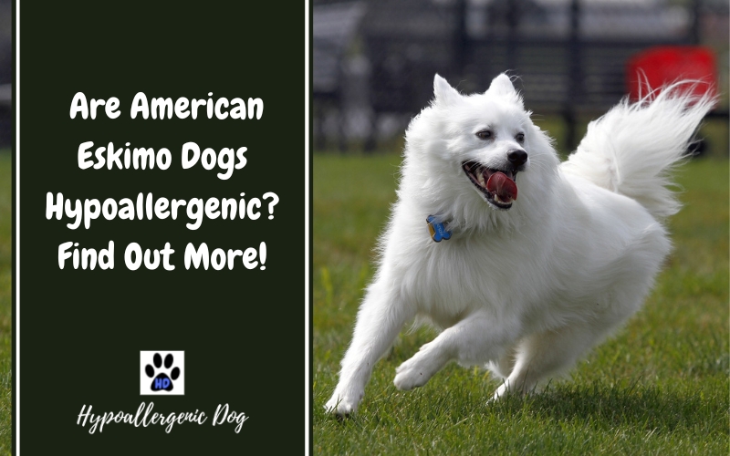 are american eskimo dogs hypoallergenic.
