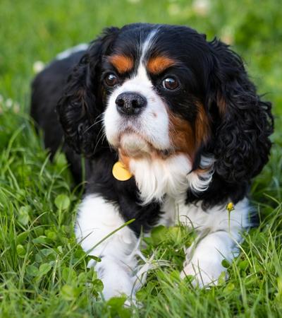 are cavalier king charles spaniels hypoallergenic.