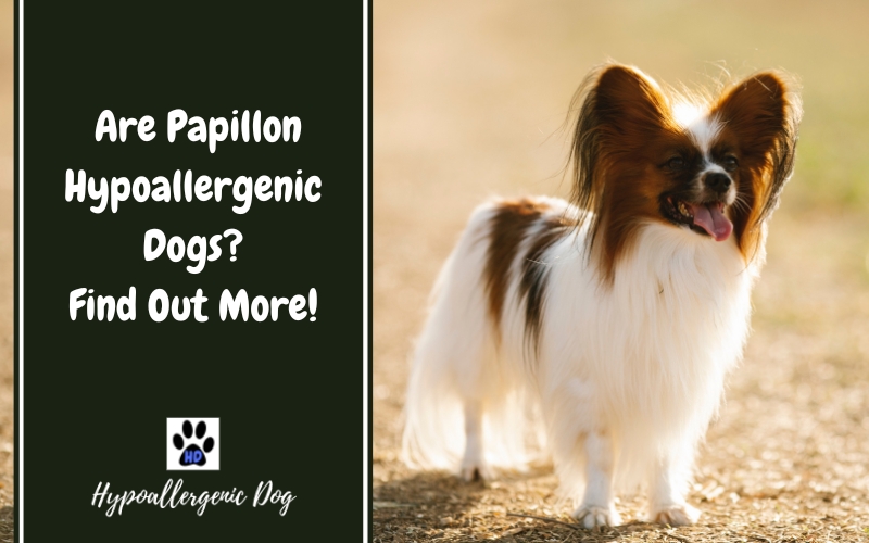 Are Papillon Hypoallergenic Dogs?