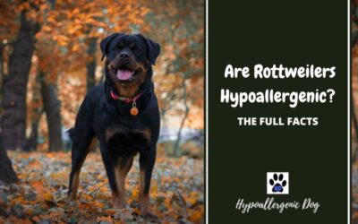 Are Rottweilers Hypoallergenic?