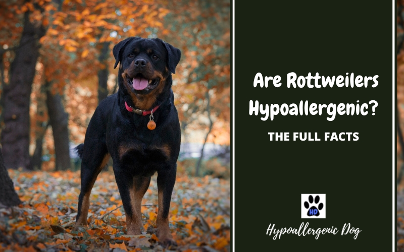 are rottweilers hypoallergenic dogs.