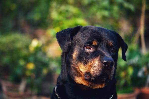 are rottweilers hypoallergenic.