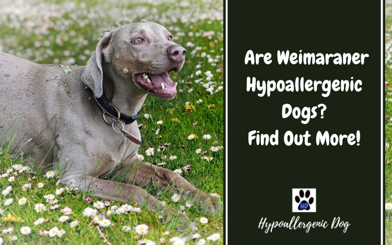are weimaraner hypoallergenic dogs.